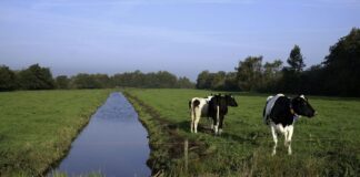 Peilverlaging veenweide