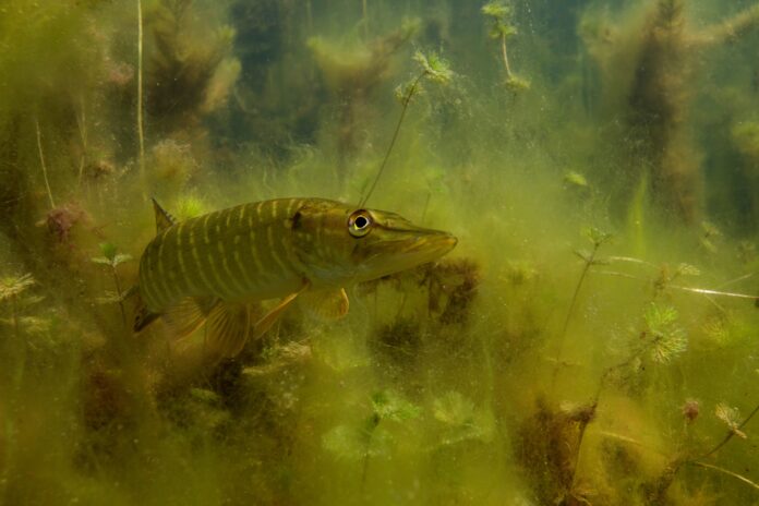 Eerste handvat voor inschatten ecologische effecten aquathermie
