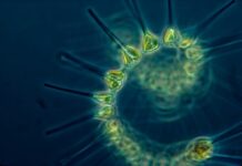 Ontwikkeling nieuwe norm voor bepaling zoöplankton in zoet water