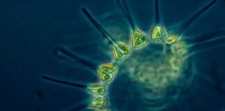 Ontwikkeling nieuwe norm voor bepaling zoöplankton in zoet water