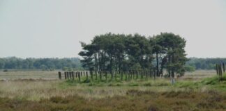 Onderzoek: Brabant voldoet niet aan Europese regels bij aanpak droogte