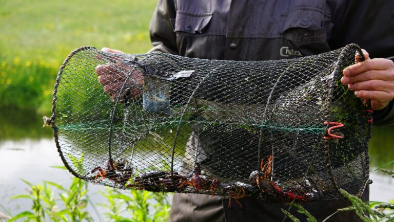 Schieland-Krimpenerwaard: verspreiding Amerikaanse rivierkreeften stabiliseert