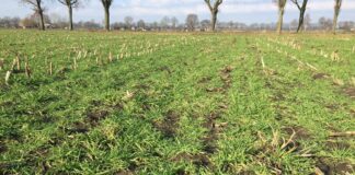 Respijt voor maïsoogst