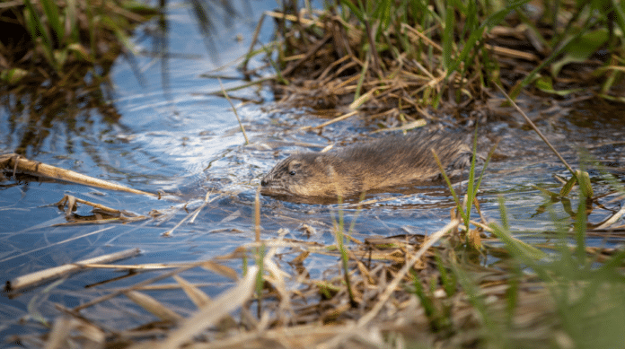 Een muskusrat in het water (foto: WDODelta). muskusratten