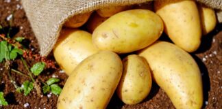 aardappelverwerkers