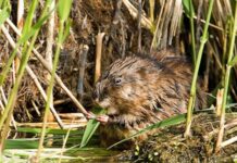 muskus- en beverratten
