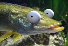 A&O-fonds Waterschappen