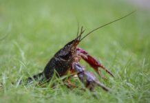 Natuurvriendelijke oevers blijken krachtig middel tegen invasieve rivierkreeften rivierkreeften