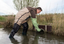 Meer muskusratten gevangen, maar regionaal grote verschillen Zeeuwse muskusrattenbestrijding