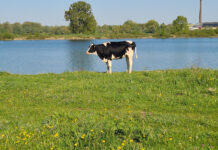 Stikstof en fosfaat in water voor ruim de helft afkomstig van landbouwgrond Er is een discussie ontbrand over het aandeel van landbouwgronden in de vermesting van oppervlaktewateren (foto: Jac van Tuijn).