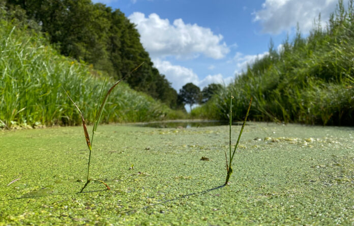 Eendenkroos op een watergang (foto: Waterschap Hunze en Aa’s)