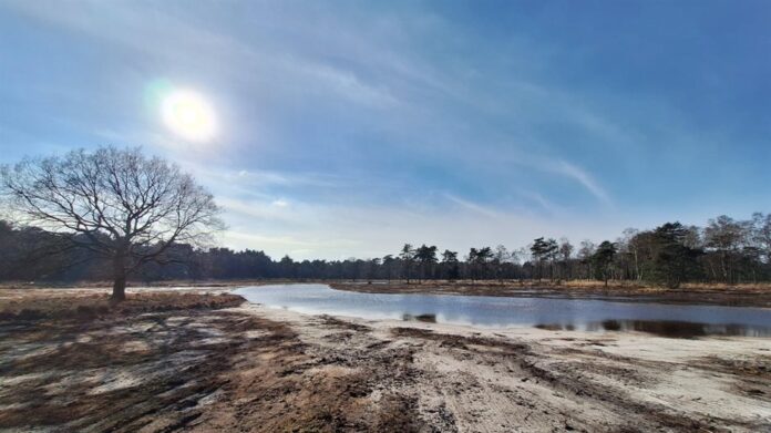 De Kalmthoutse Heide (foto: provincie Noord-Brabant).